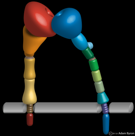 Integrin heterodimer // Image by Adam Byron