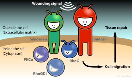 Molecules required for wound healing // Image by Adam Byron