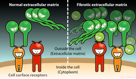 Fibrotic extracellular matrix // Image by Adam Byron