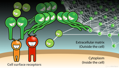 Integrin receptors on the cell surface sense the extracellular matrix // Image by Adam Byron