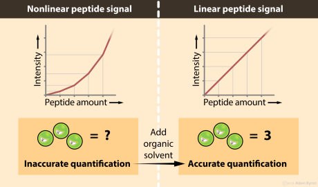 Improving peptide linearity // Image by Adam Byron
