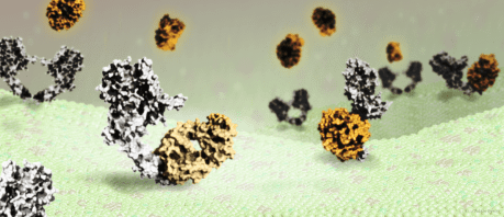 Herceptin binding to HER2 receptors on breast cancer cells // Image by Adam Byron