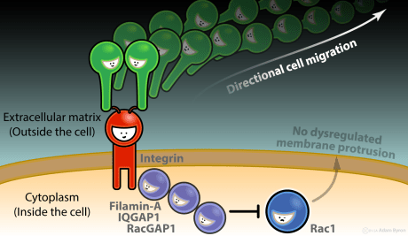 Rac1 deactivation at active integrins // Image by Adam Byron