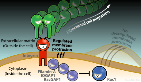 Rac1 deactivation at active integrins // Image by Adam Byron