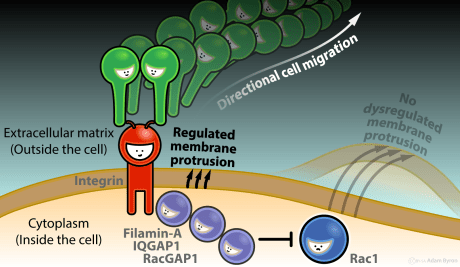 Rac1 deactivation at active integrins // Image by Adam Byron