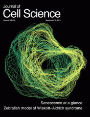 Journal of Cell Science cover, 2013, vol. 126 (no. 18) // Image by Mark Morgan & Guillaume Jacquemet // Reproduced with permission from the authors and The Company of Biologists Ltd