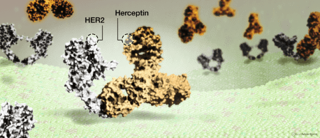 Herceptin drug binding to HER2 protein on breast cancer cells // Image by Adam Byron
